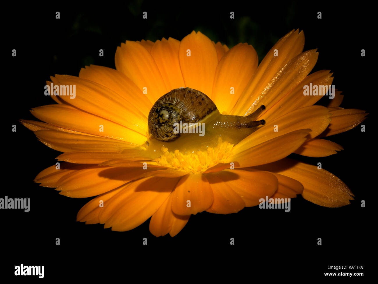 Little snail inside a marigold flower Stock Photo Alamy
