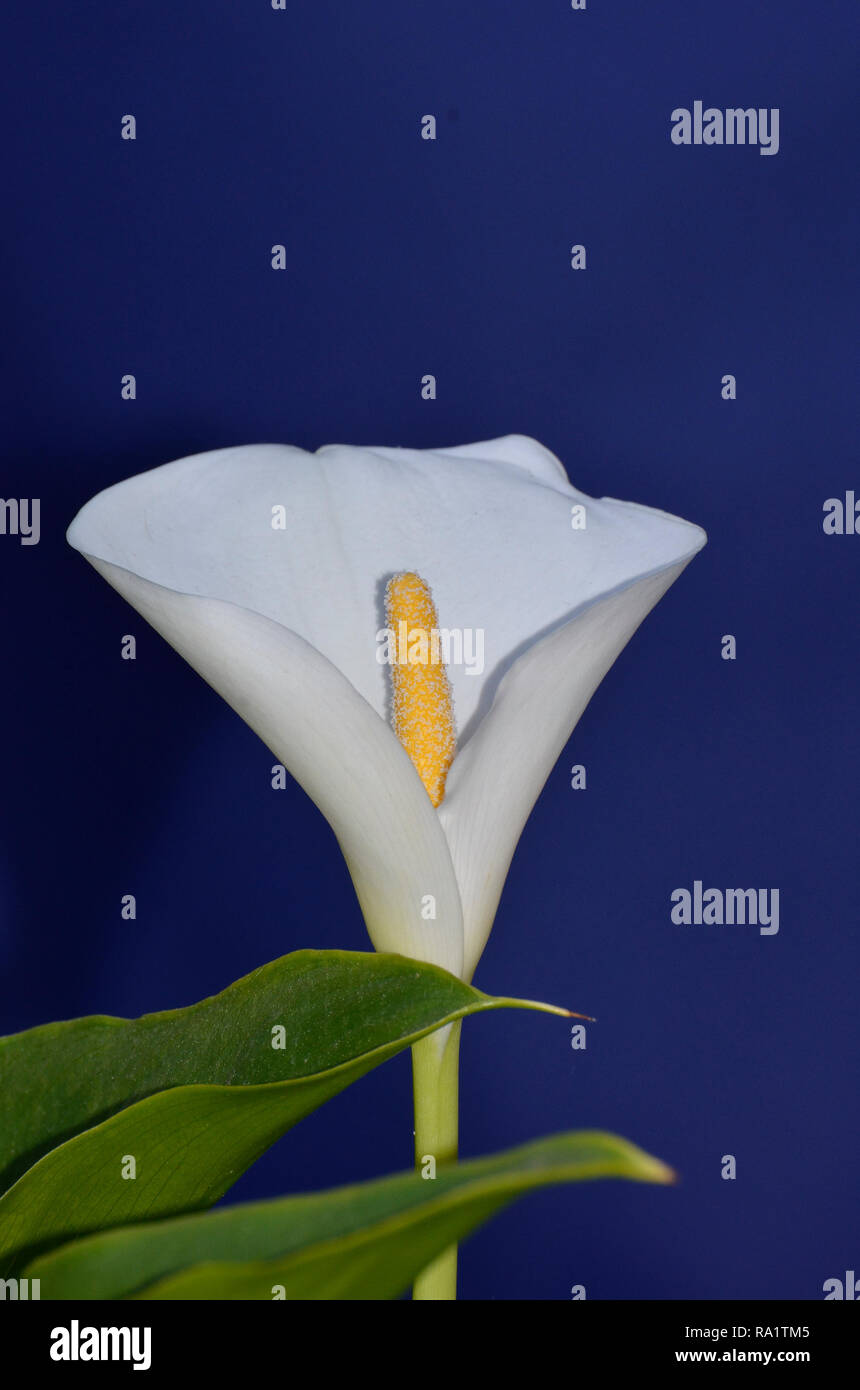 White flower of Calla (Zantedeschia) Stock Photo