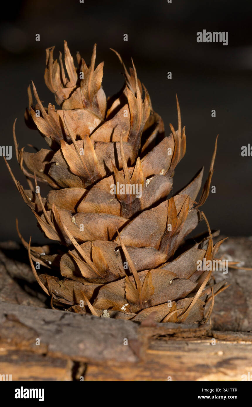 Douglas fir cone hires stock photography and images Alamy