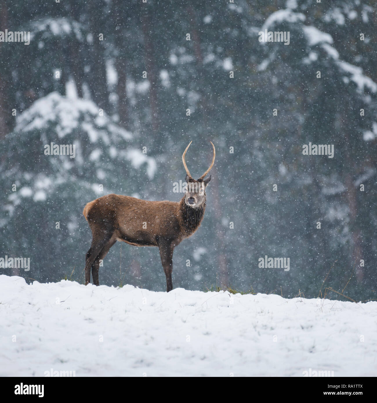 Young majestic rutting Red Deer standing watch on hillside with snow gently floating down, the darkened forest adding contrast to the background. Stock Photo