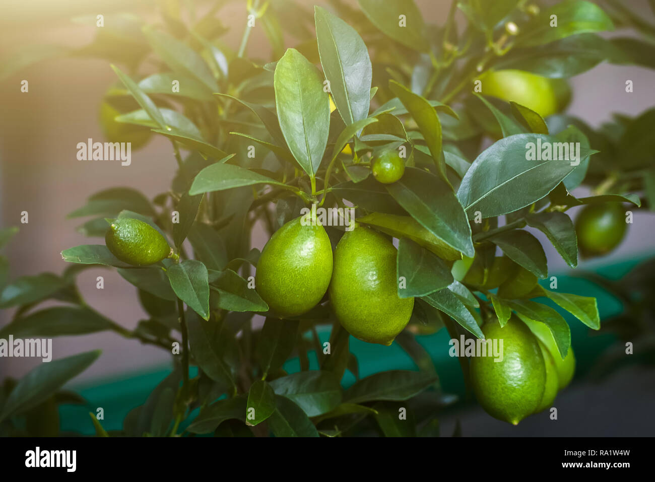 Growing lemon. Green Lemons hanging on tree Stock Photo Alamy