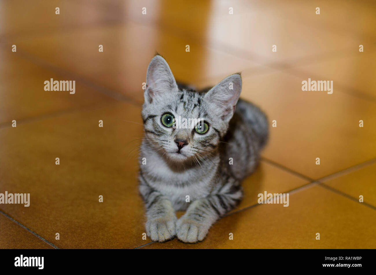 Tender and small cat with a curious look on the floor at home Stock Photo