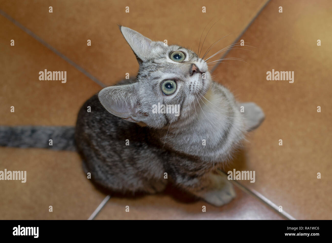 Tender and small cat with a curious look on the floor at home Stock Photo