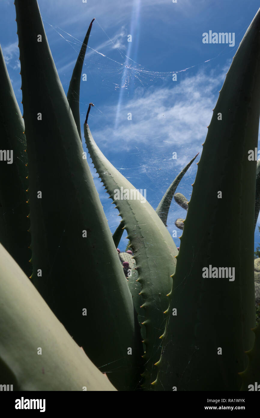 Spider web in a giant aloe plant Stock Photo