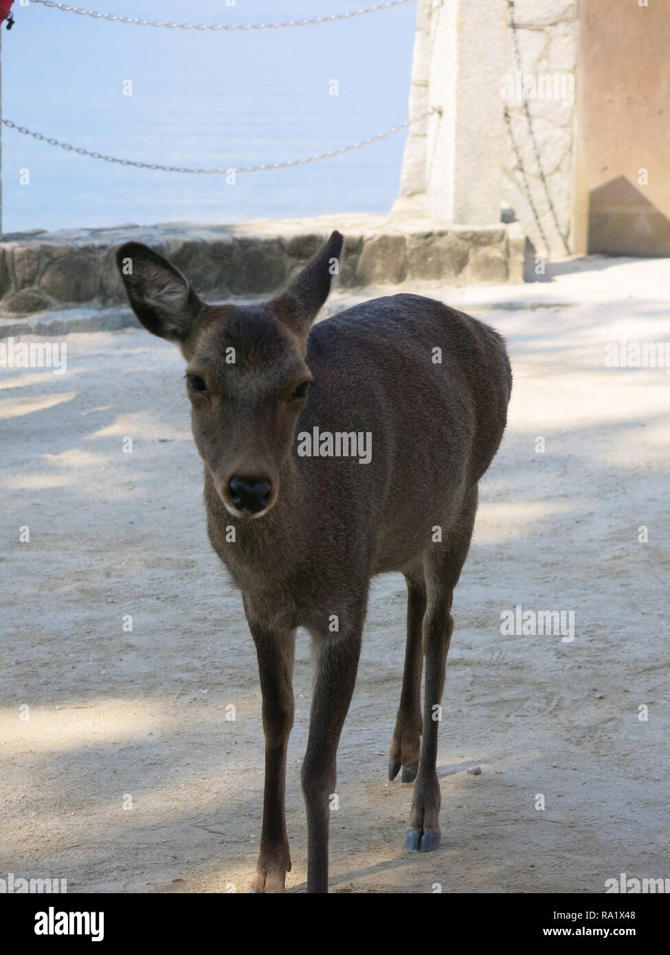 The deer on Miyajima Island are a protected species and roam freely ...