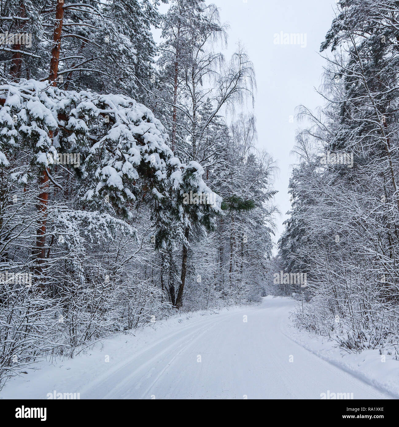 Beautiful winter forest with snowy trees and a white snowy road. Pine ...