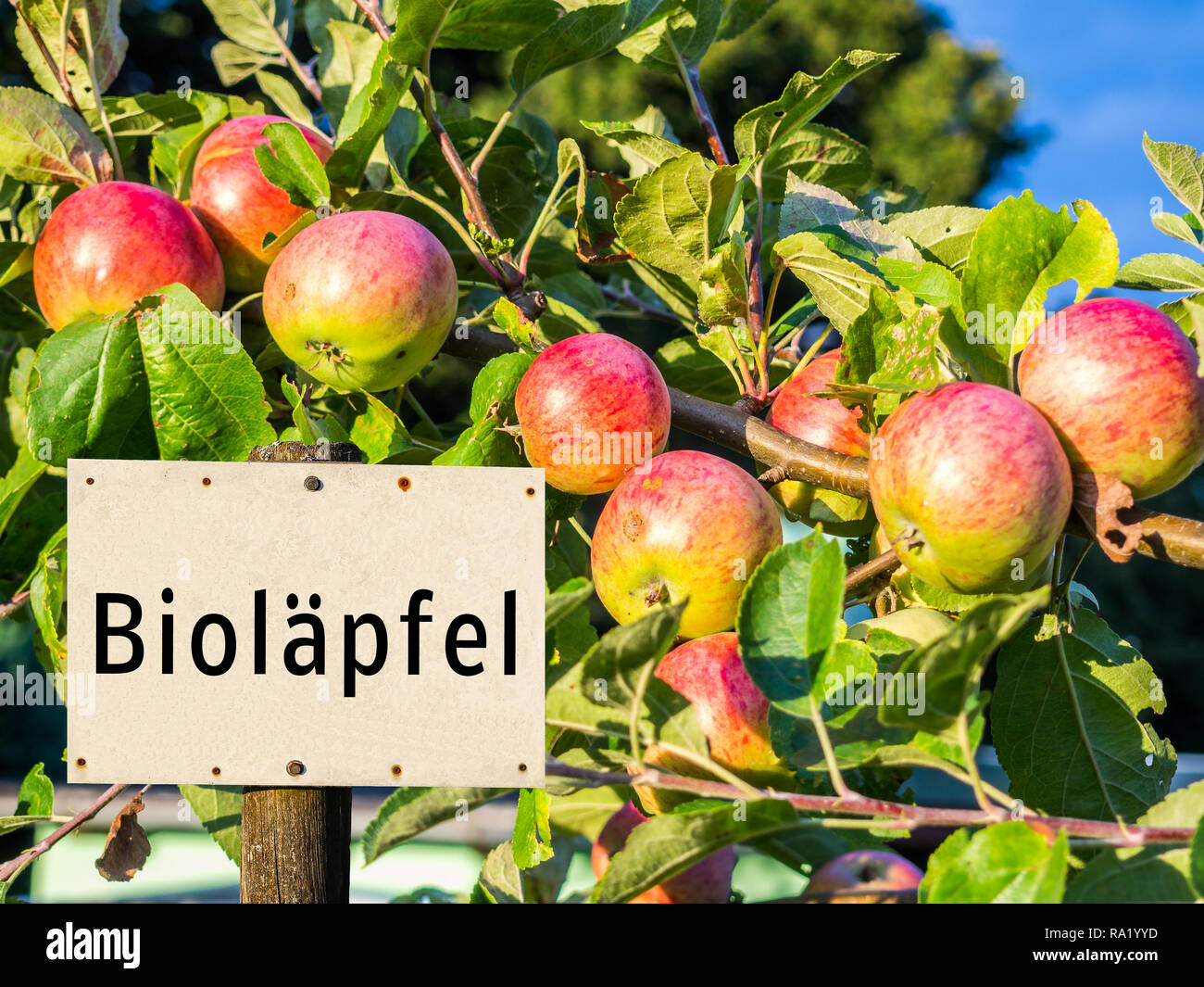 Organic apples sign Stock Photo