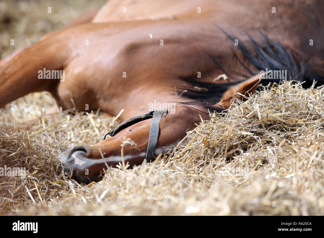 15.04.2018, Sachsen , Gestuet Graditz, Pferd liegt im Stroh und schlaeft. 00S180415D337CARO.JPG [MODEL RELEASE: NOT APPLICABLE, PROPERTY RELEASE: NO ( Stock Photo