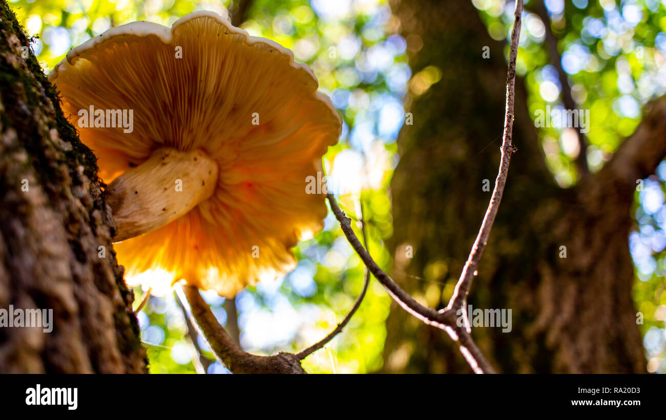 A lonely mushroom makes its home on the side of this tree. Stock Photo