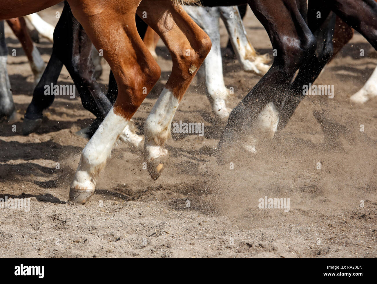 15.04.2018, Sachsen , Gestuet Graditz, Detailaufnahme, Pferdebeine im Galopp auf Sandboden. 00S180415D421CARO.JPG [MODEL RELEASE: NOT APPLICABLE, PROP Stock Photo