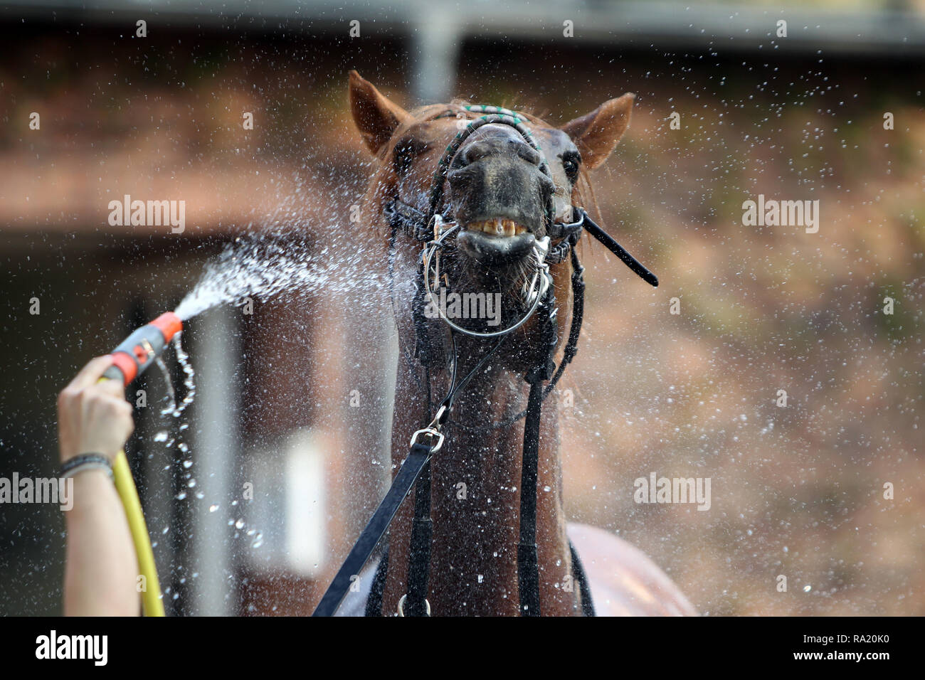 22.04.2018, Brandenburg, Hoppegarten, Deutschland, Pferd wird abgeduscht. 00S180422D088CARO.JPG [MODEL RELEASE: NO, PROPERTY RELEASE: NOT APPLICABLE ( Stock Photo