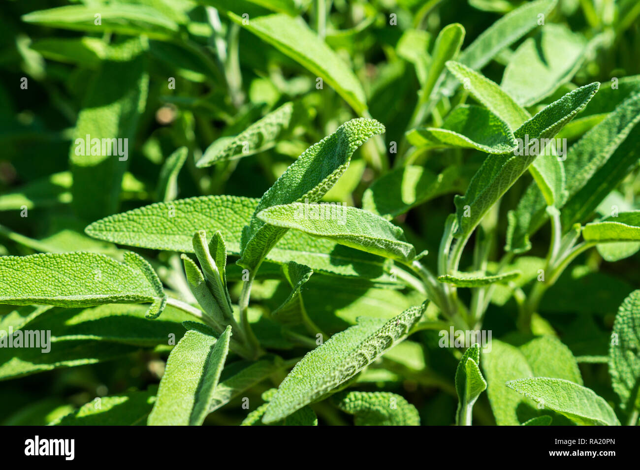 Sage herb plant Stock Photo