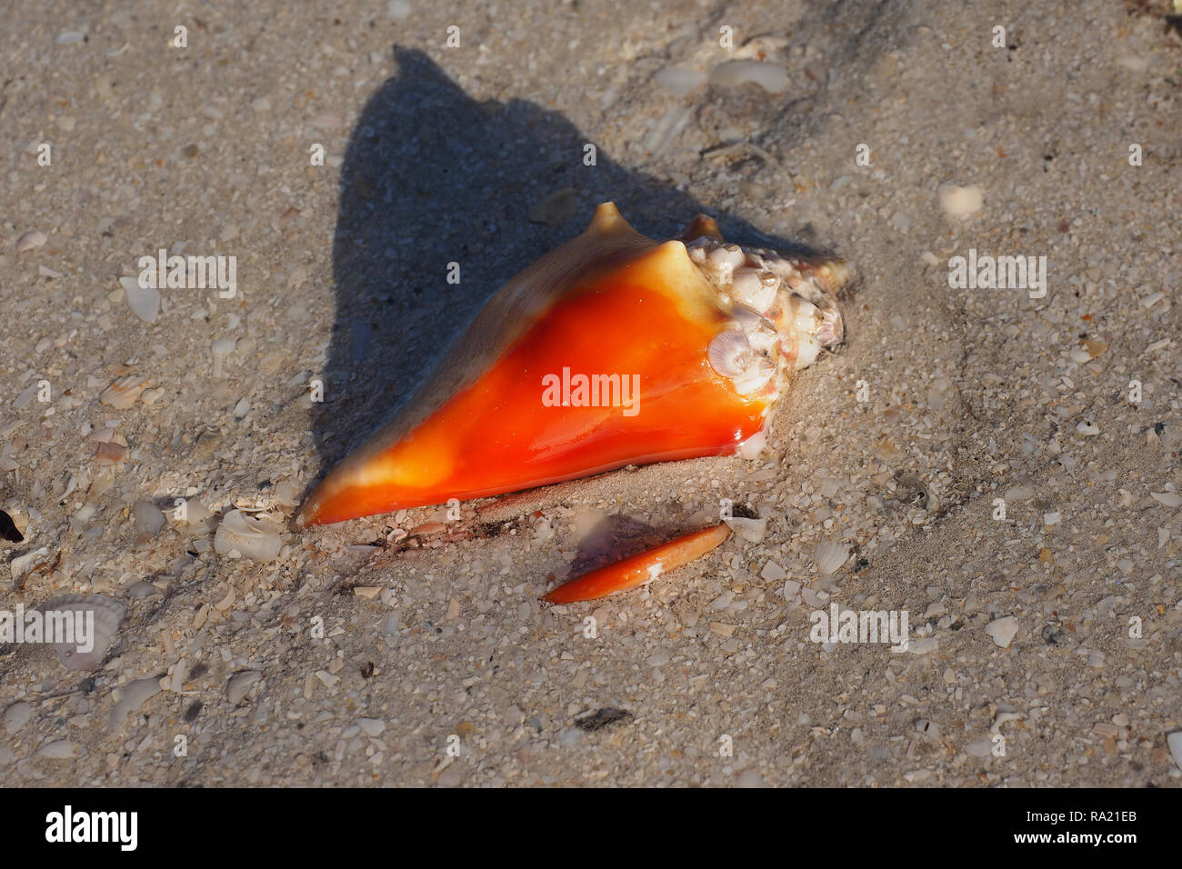 Fighting Conch shell on the beach at East Cape Sable in Everglades