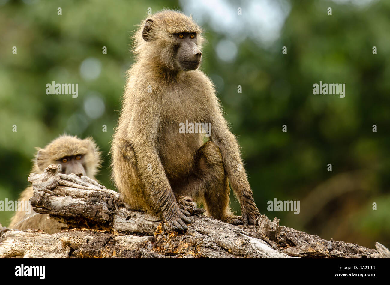 Olive baboons (Papio anubis) in Tanzania, Africa Stock Photo