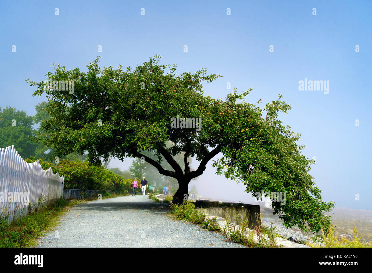 Framed by an apple tree bearing fruits, a couple takes a stroll on Shore Path in Bar Harbor, Maine, USA. Stock Photo