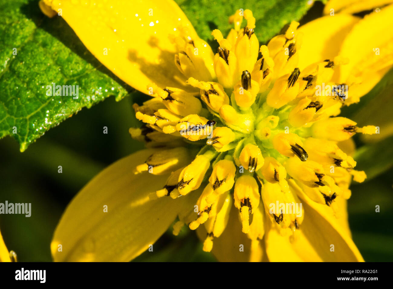 Pollinator of native plants hires stock photography and images Alamy