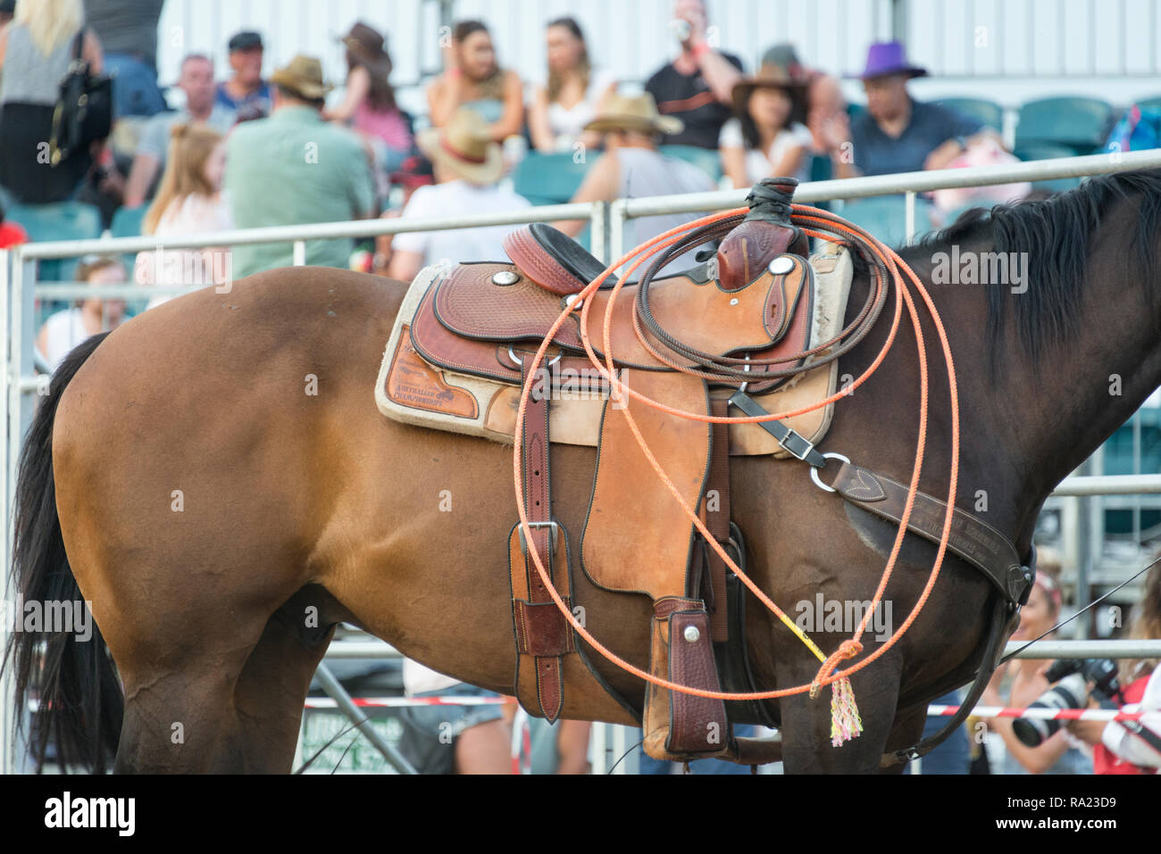 Detail of a rodeo horse with saddle and throwing rope Stock Photo Alamy