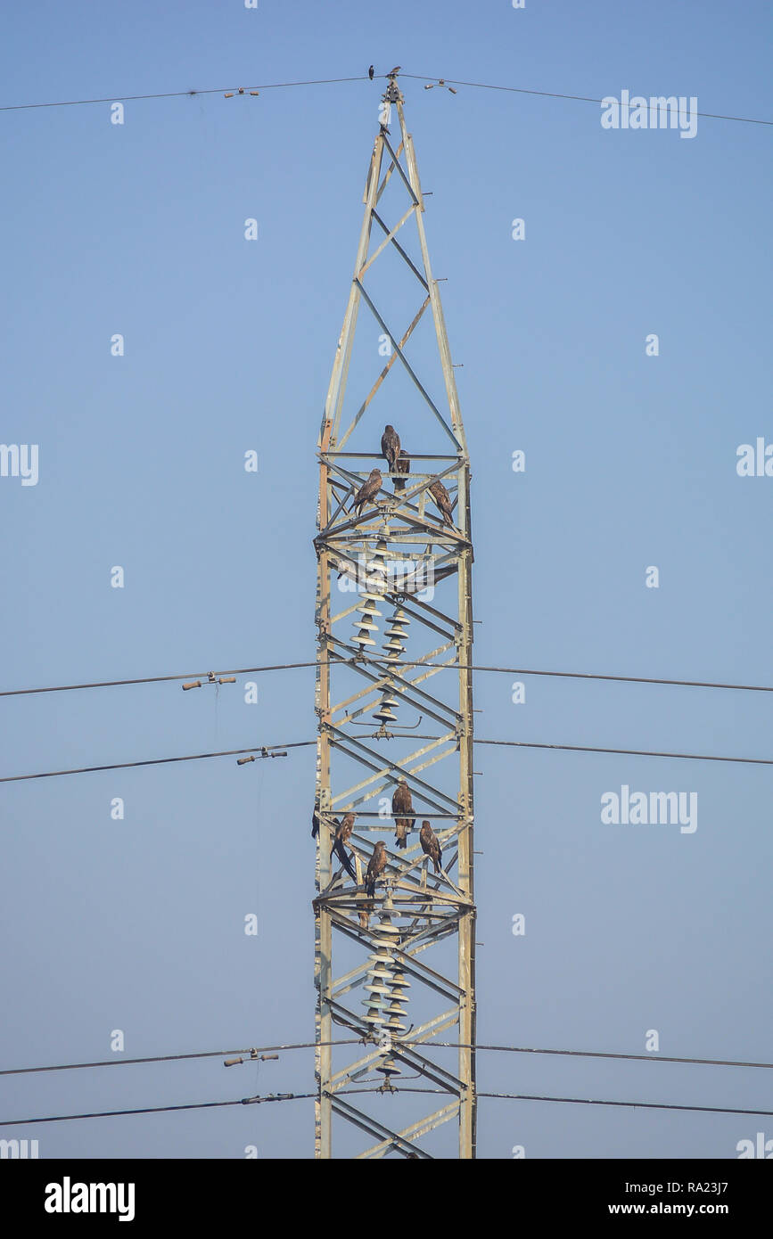 Some birds sitting on high voltage lines Stock Photo Alamy