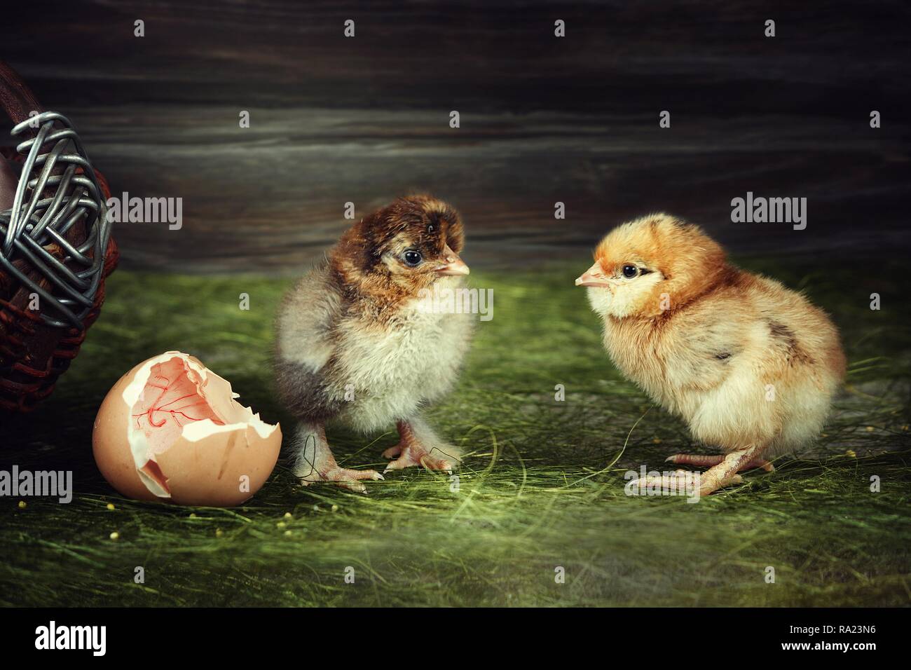 Жизнь птенцов. Цыплёнок курицы Фавероль. Забавные цыплята. Красивые цыплята. Забавные птенцы.