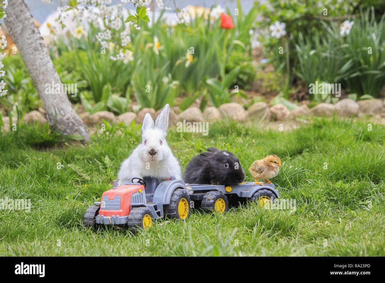 Pictorial photography with funny rabbits Stock Photo
