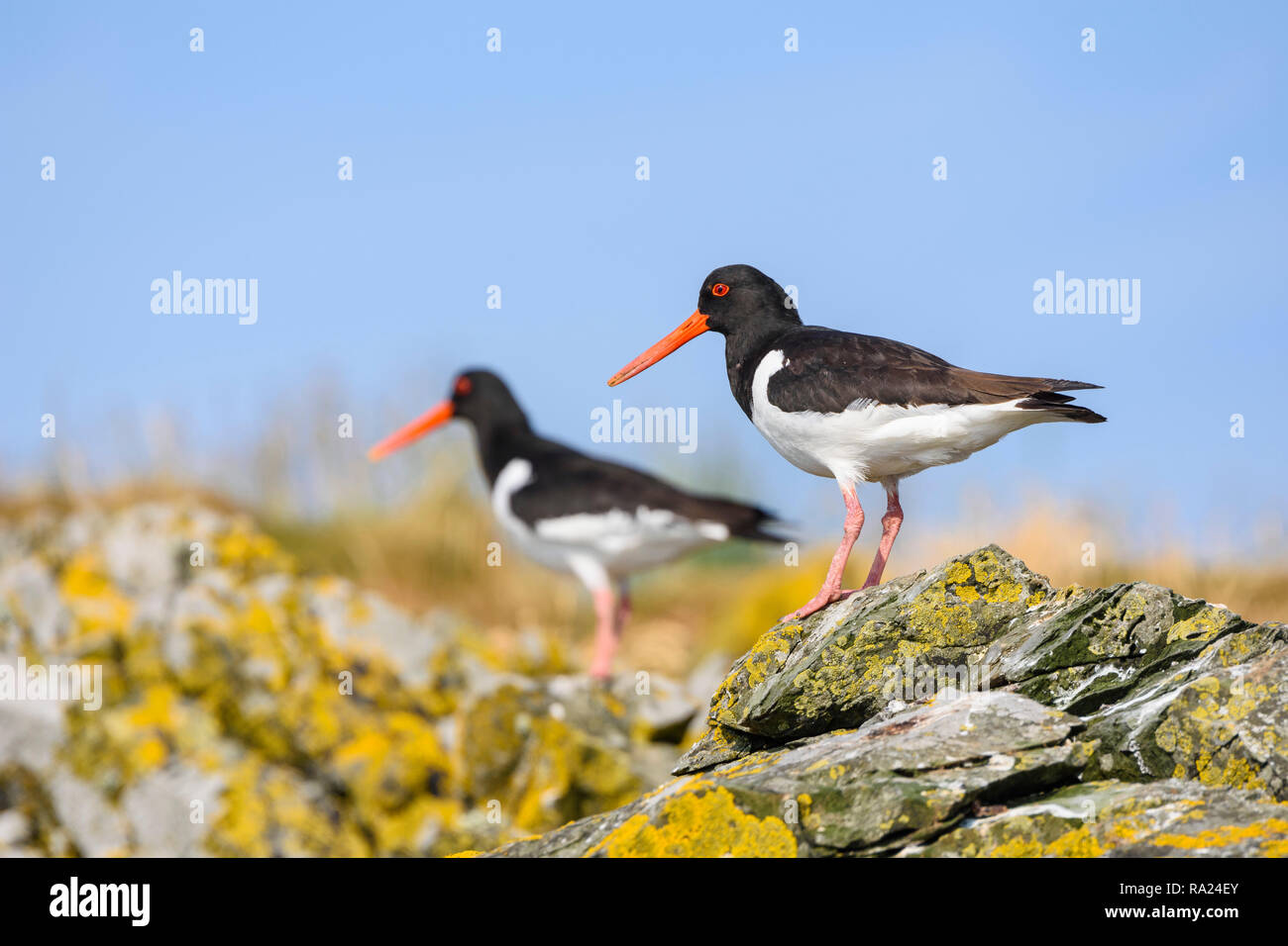 Oystercatcher, Haematopus ostralegus, Murray Isles, Solway Firth