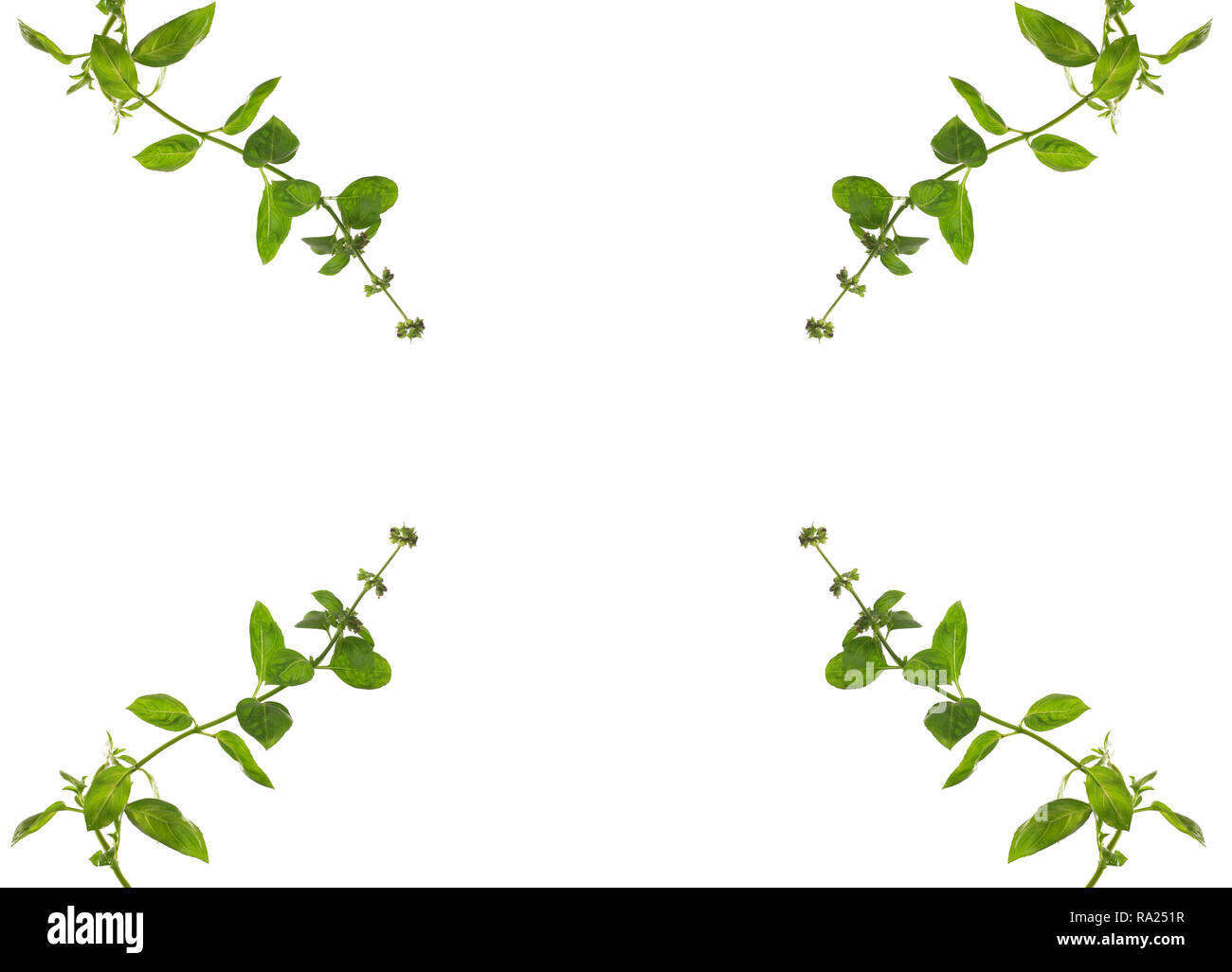 herb basil on white background Stock Photo