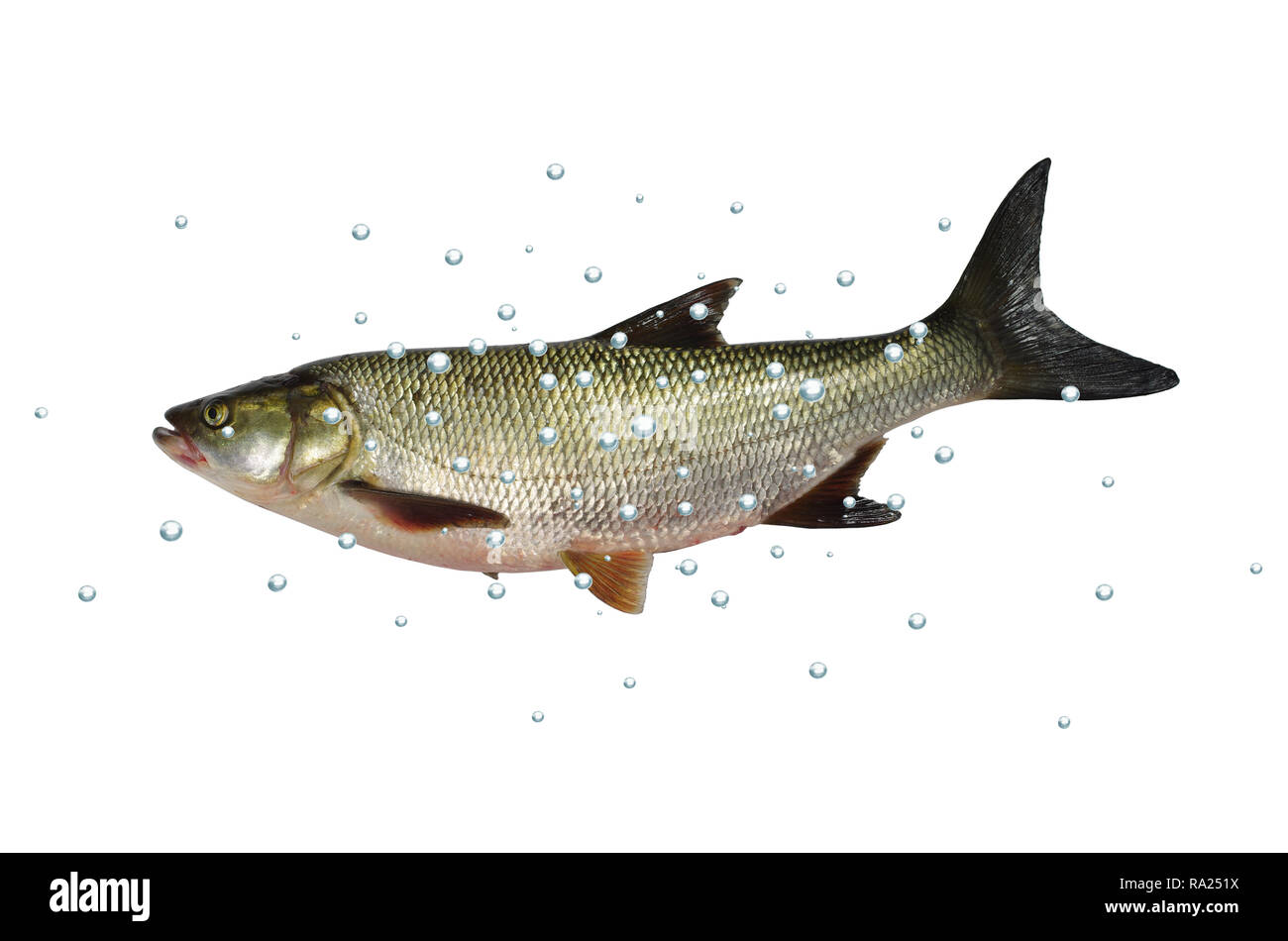 asp predatory freshwater fish with bubbles on white background Stock Photo