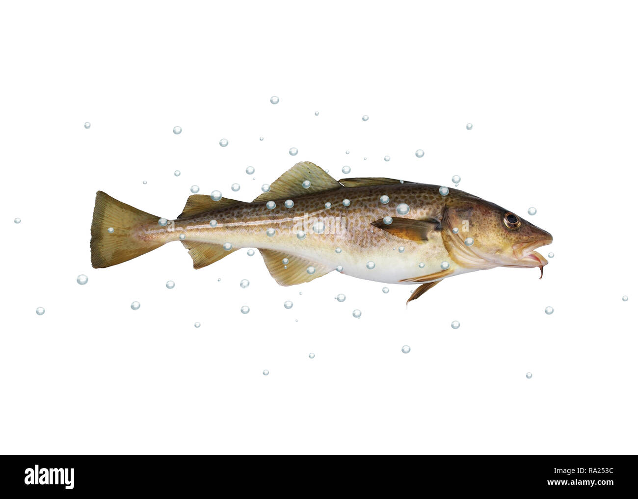 big cod fish with bubbles on a white background Stock Photo
