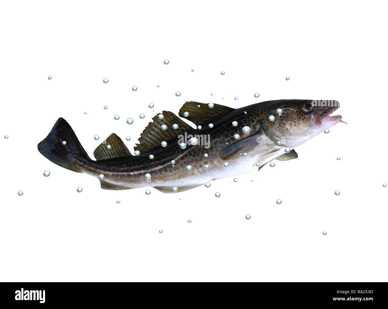 big cod fish with bubbles on a white background Stock Photo