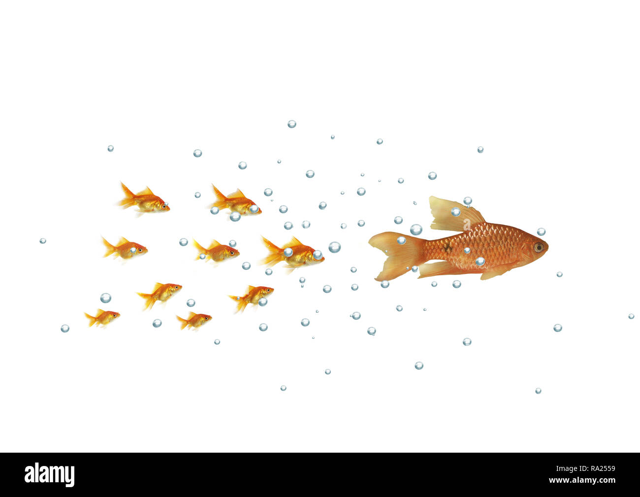 the shoal gold fish flowing for larger Stock Photo