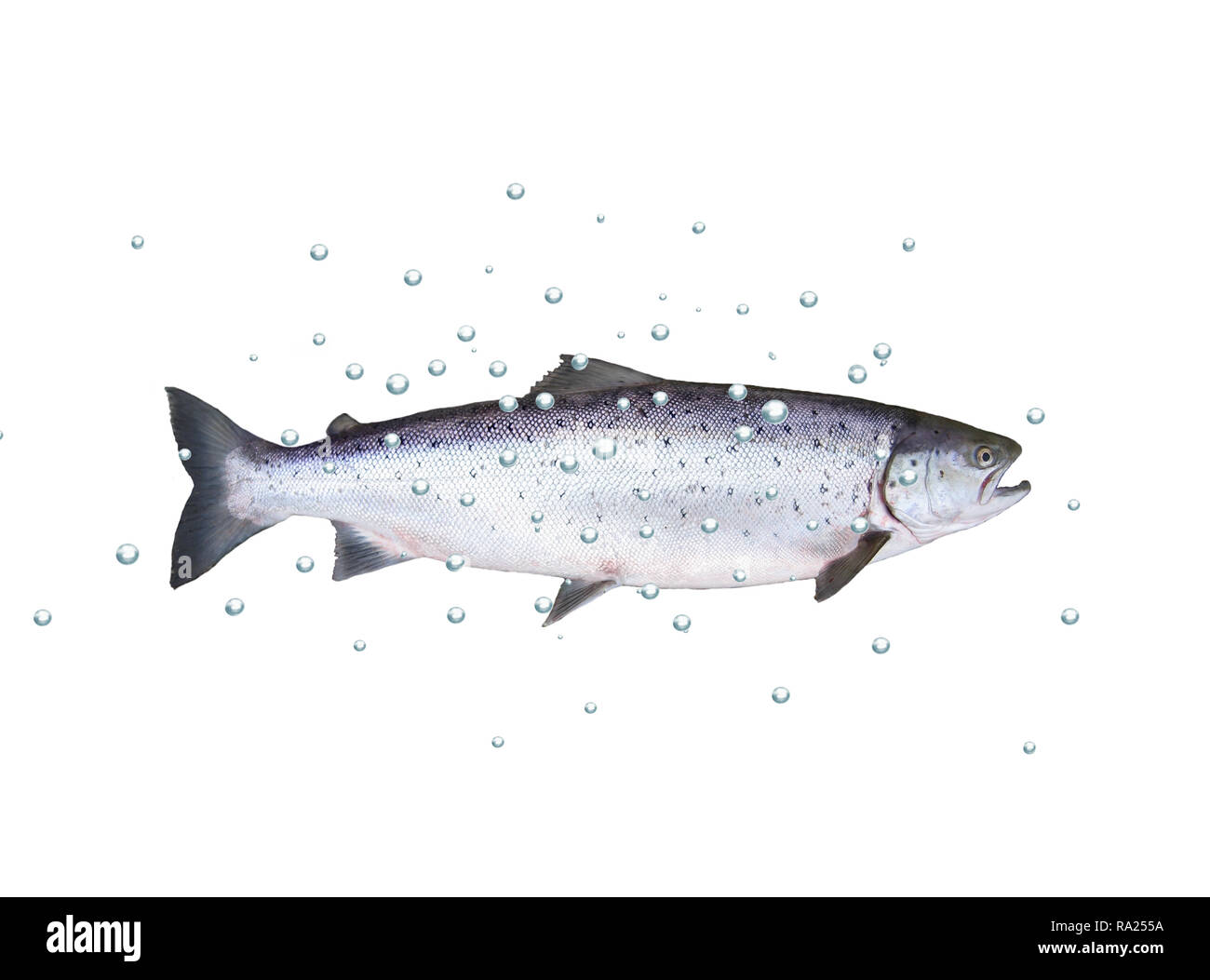 big fish salmon with bubbles on white background Stock Photo