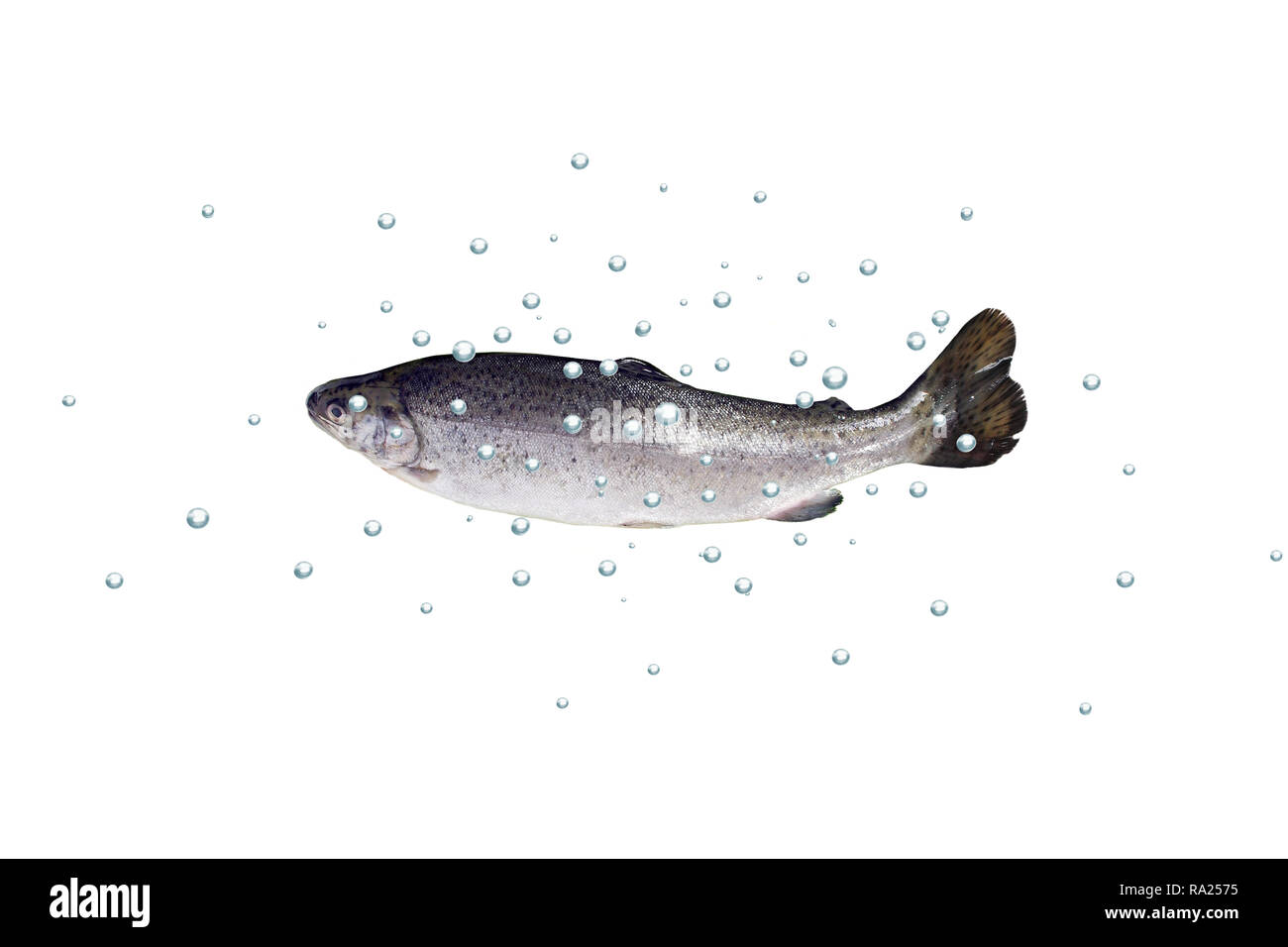 fresh rainbow trout with bubbles on white background Stock Photo