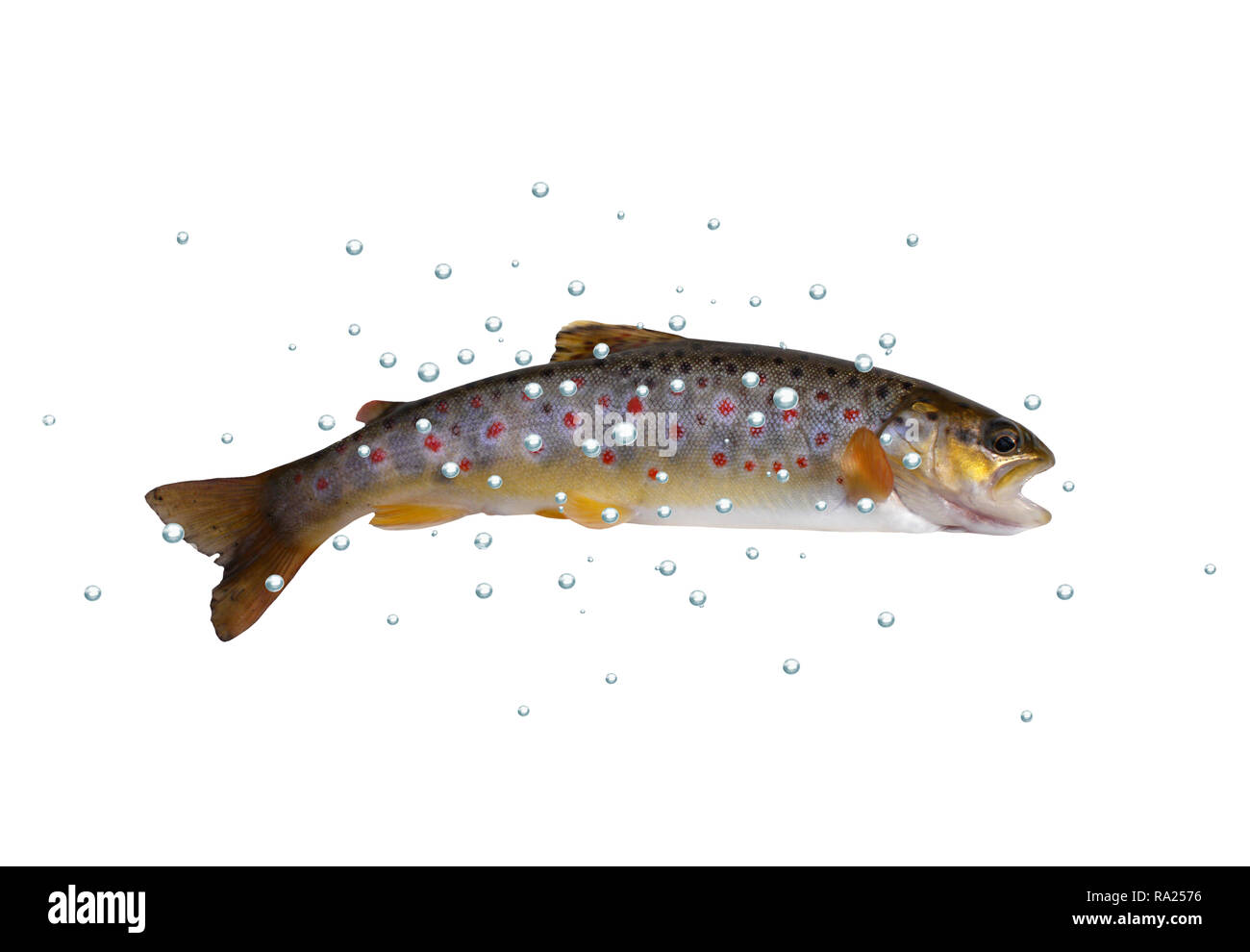 fresh stream trout with bubbles on white background Stock Photo