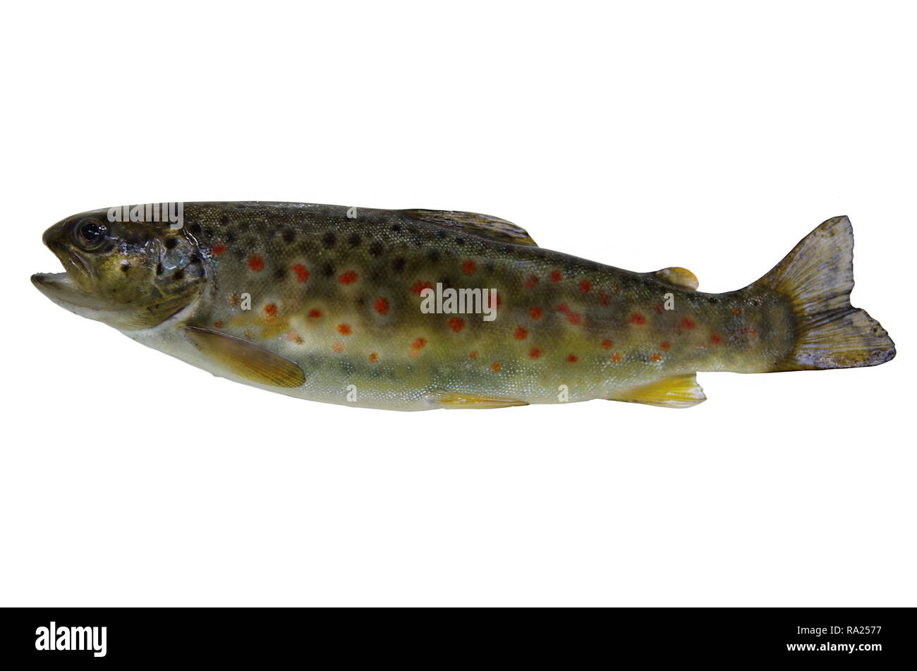 fresh stream trout on white background Stock Photo