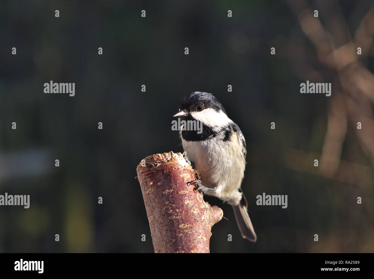 periparus ater  titmouse on forest background Stock Photo