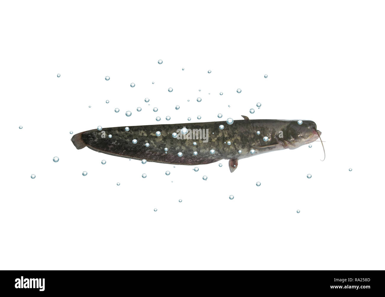 big catfish with bubbles on white background Stock Photo
