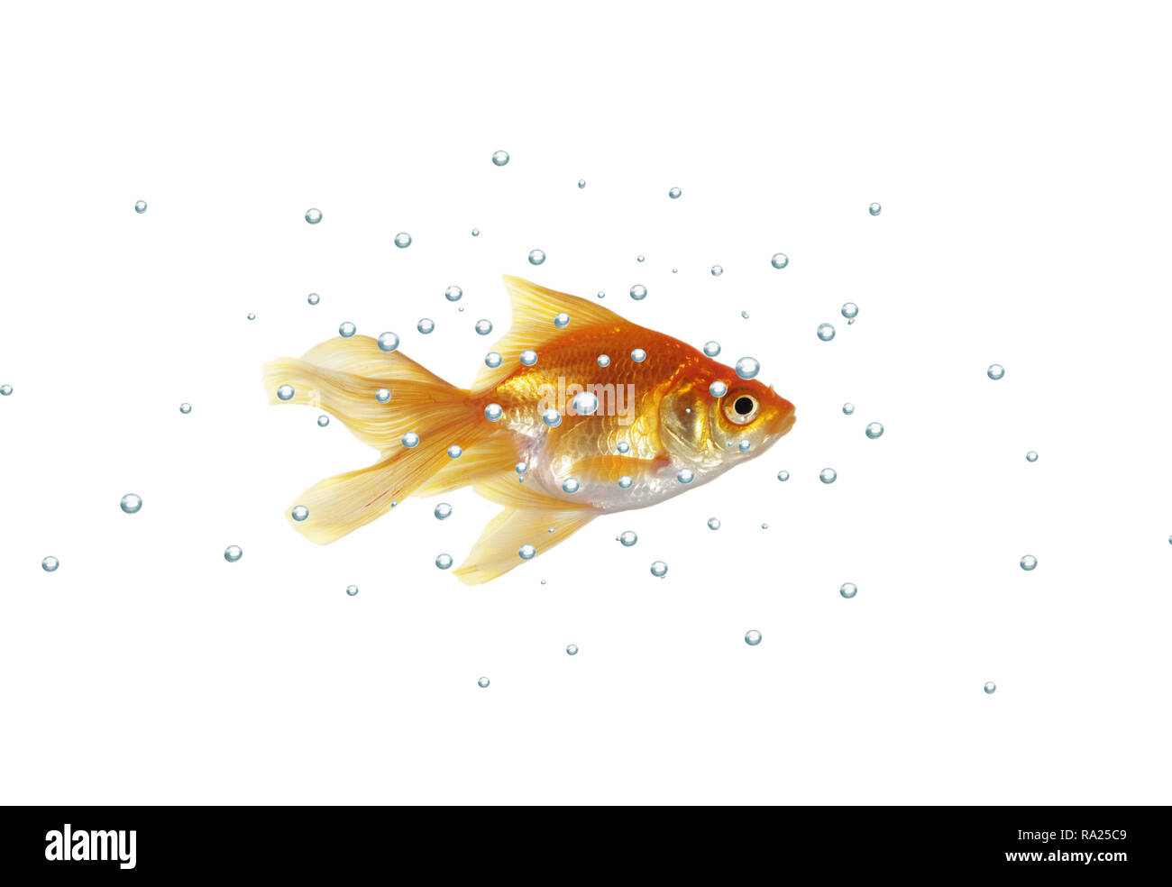 gold fish with bubbles on a white background Stock Photo