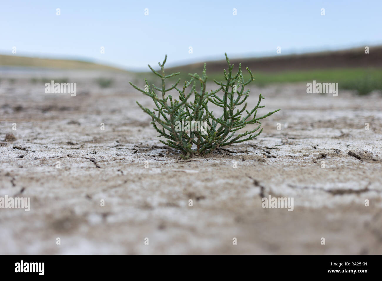 Salicornia plant that grows in salt marshes on beaches is tasty and healthy food. Stock Photo