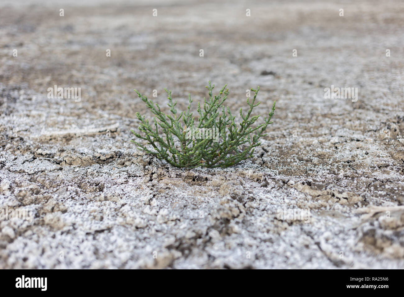 Salicornia plant that grows in salt marshes on beaches is tasty and healthy food. Stock Photo