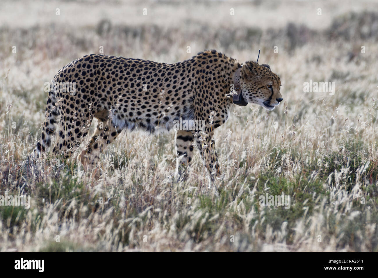 Cheetah (Acinonyx jubatus), adult male wearing a transmitter collar, walking in open grassland, Mountain Zebra National Park, Eastern cape, South Afri Stock Photo