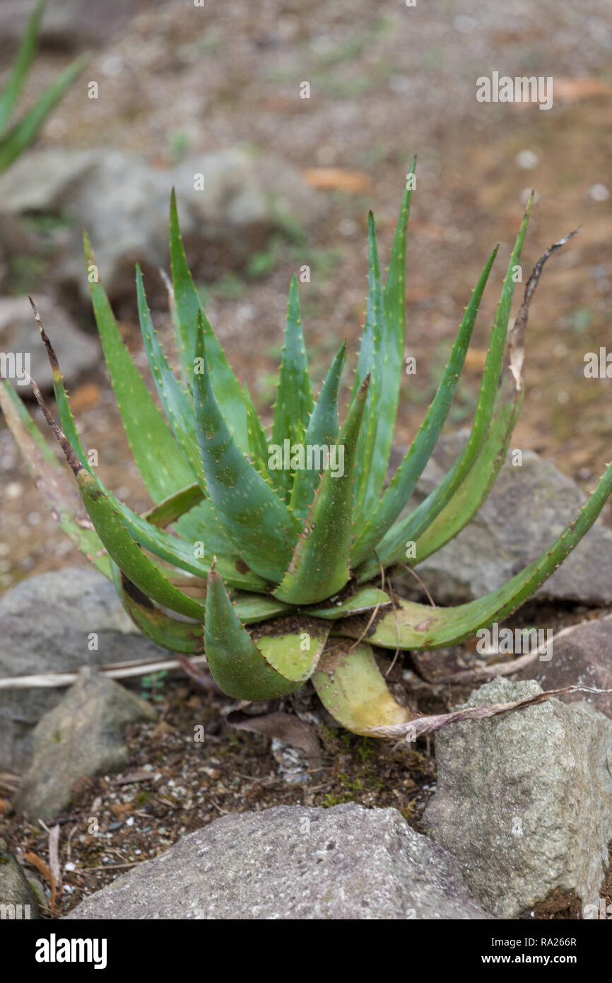 Aloe Vera Plant Used For Medicine Cosmetics Skin Care Outdoor