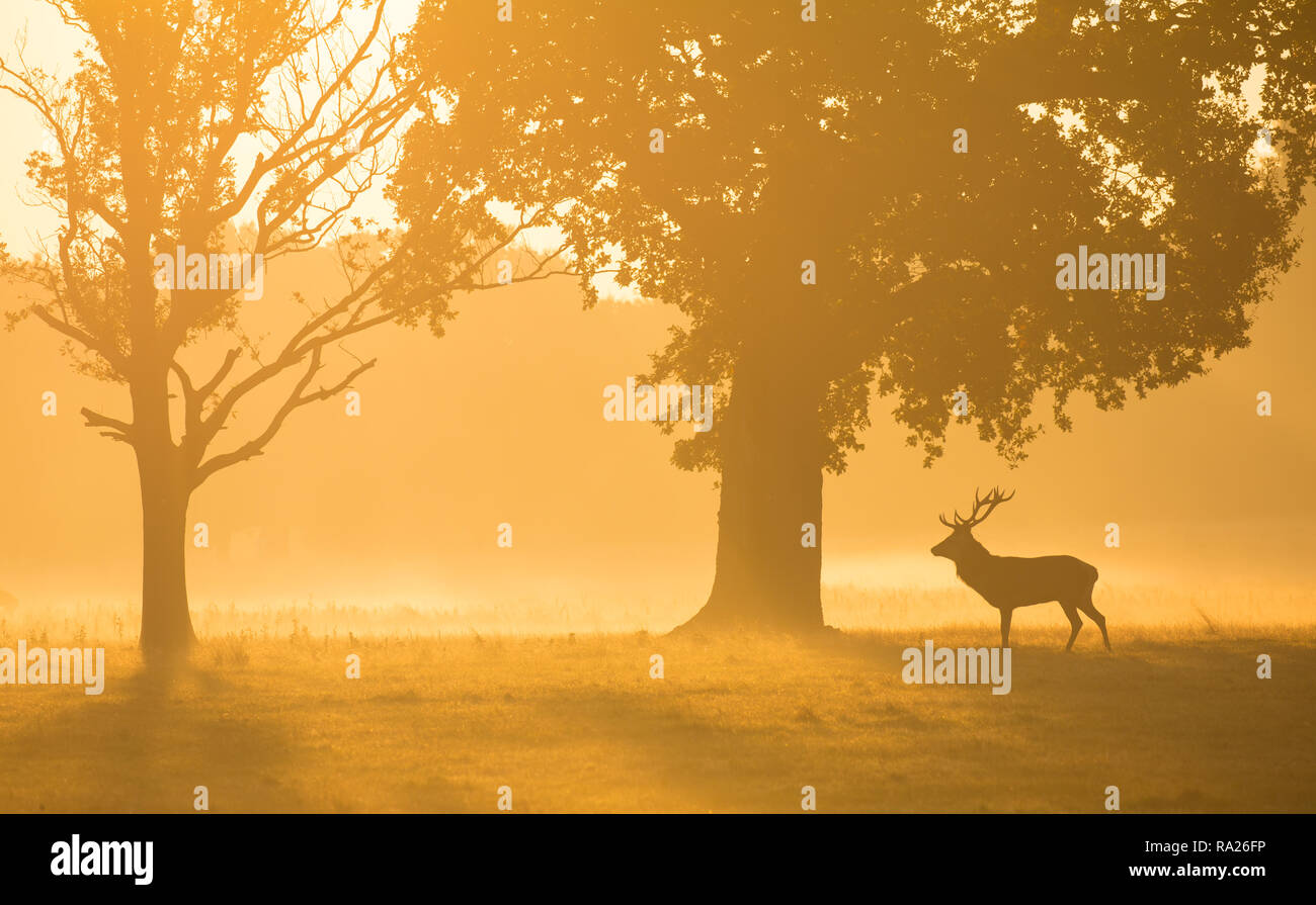 Red deer during the rut in the morning light in Richmond Park, London. Stock Photo