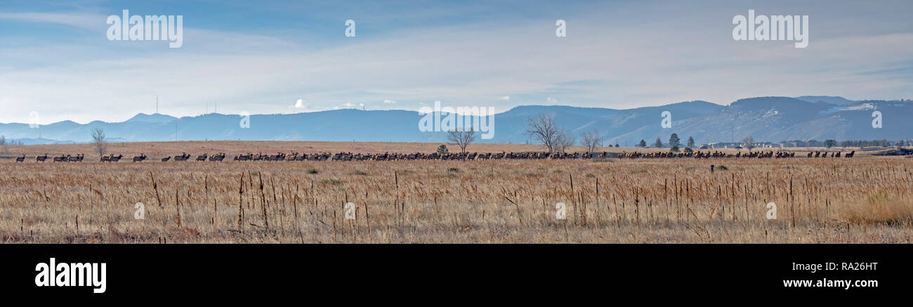 Denver, Colorado - A herd of about 150 elk in Rocky Flats National Wildlife Refuge,. The Refuge was formerly the site of a nuclear weapons plant that  Stock Photo