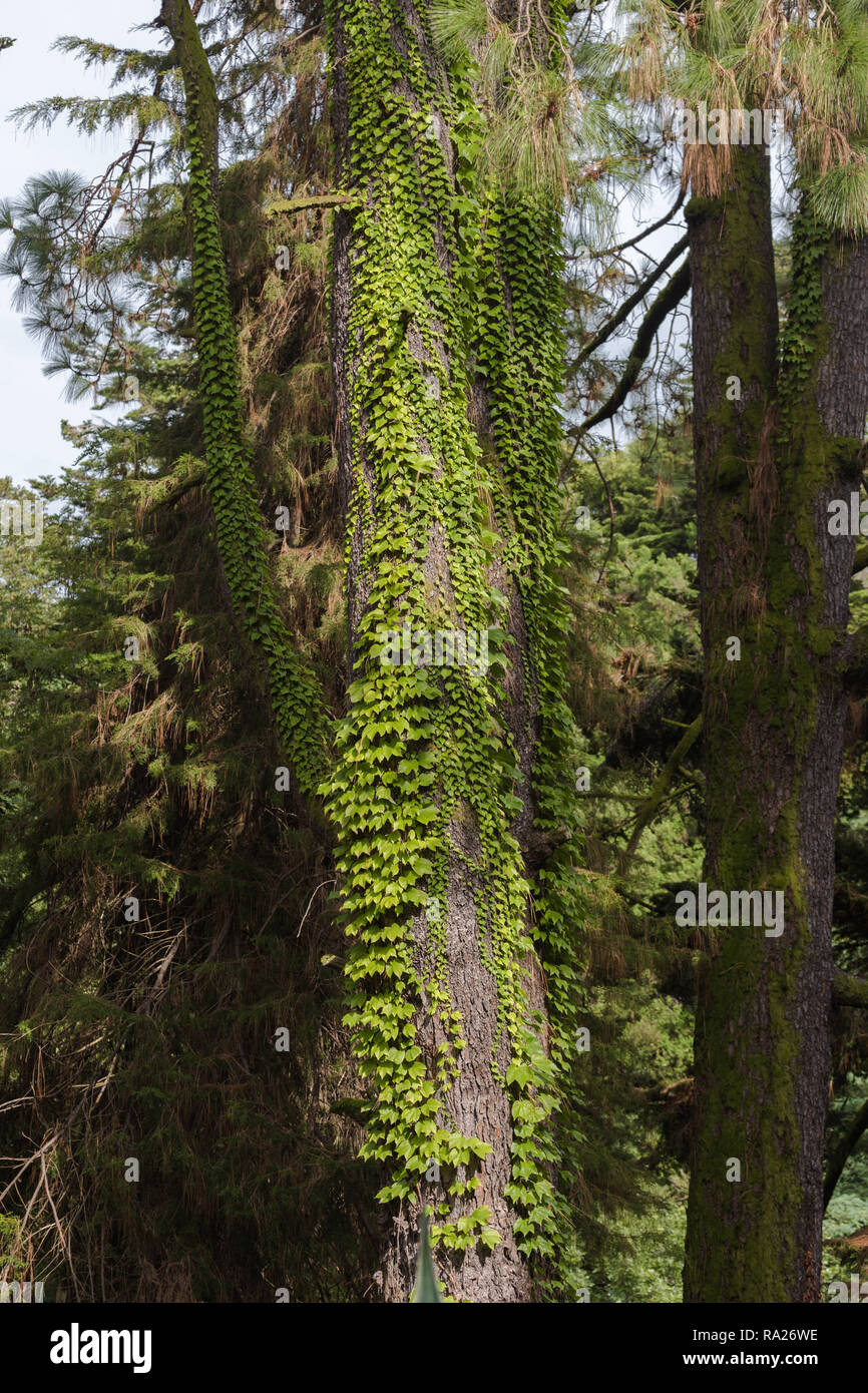 Evergreen plant Hedera canariensis known as Canarian ivy climbing up the tree Stock Photo