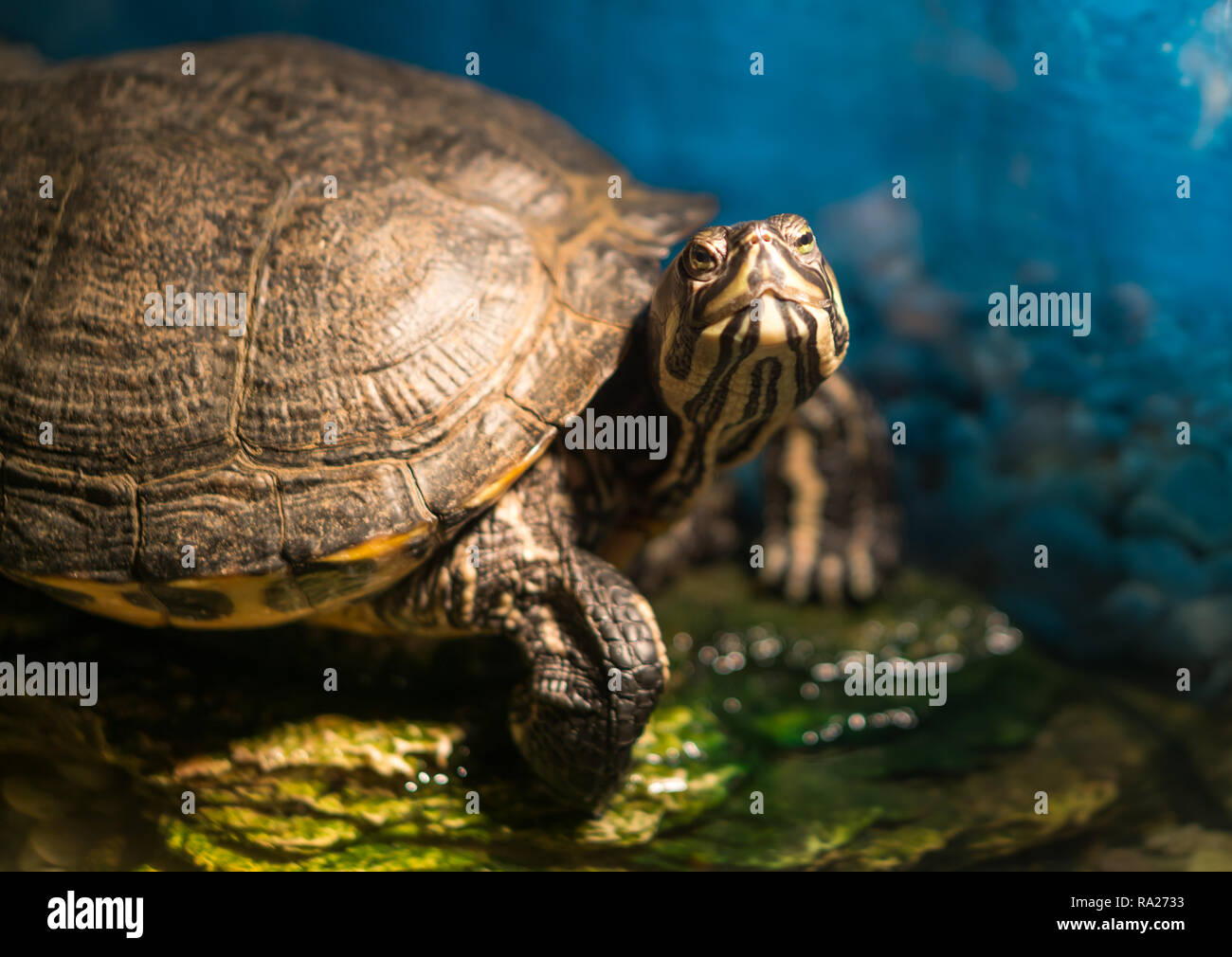 Painted grown turtle chrysemys picta sitting on rock basking in late