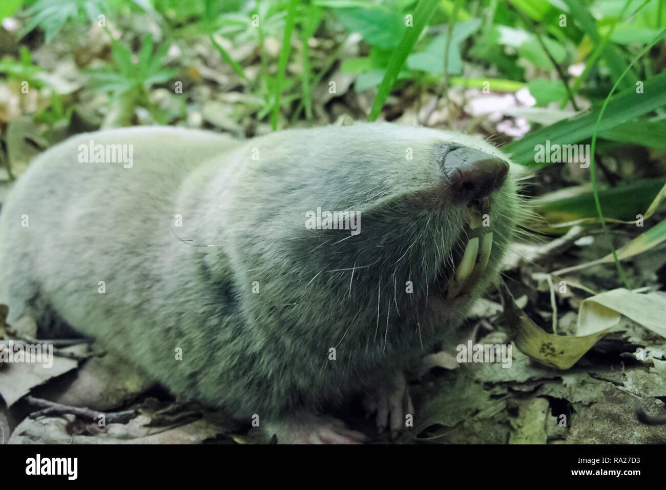 Lesser blind mole rat hires stock photography and images Alamy
