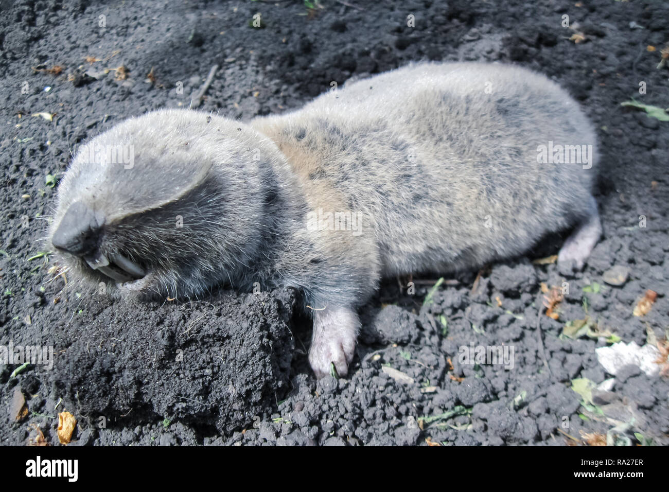 Common mole rat, underground rodent, agricultural underground pest