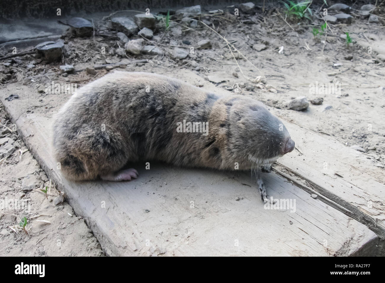 Lesser blind mole rat hires stock photography and images Alamy