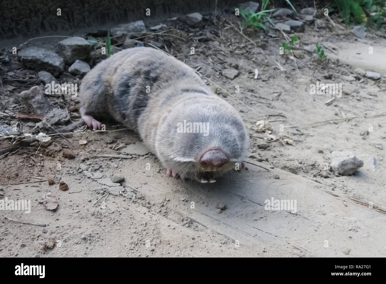 Lesser blind mole rat hires stock photography and images Alamy