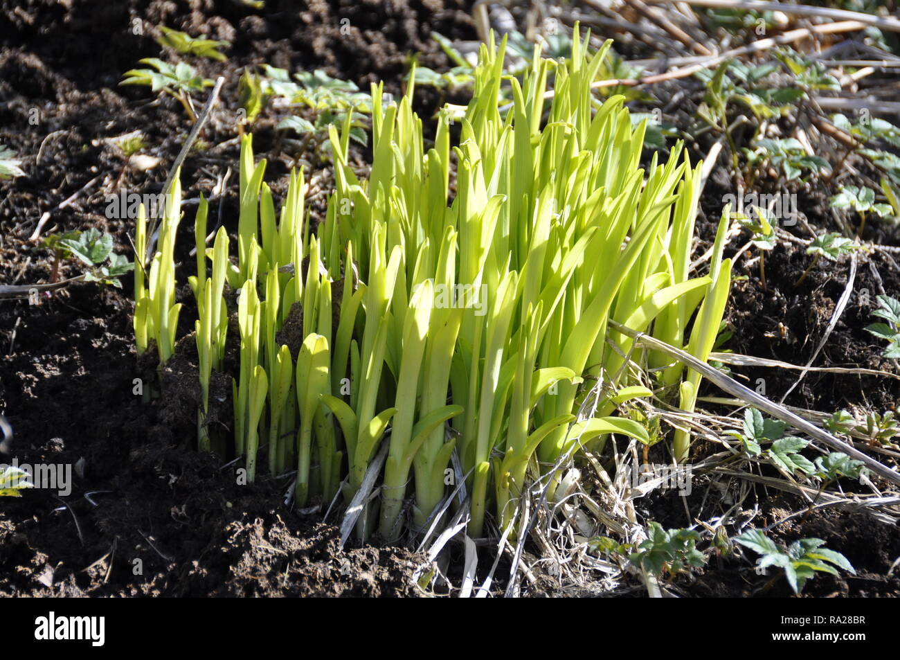 New green leaves growing from soil early spring Stock Photo